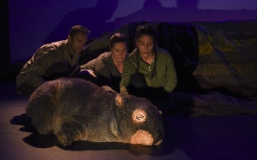 More Info for The Diary of a Wombat